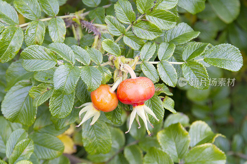 Rugosa Rose (Rugosa Rosa)臀部